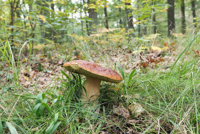 Close-up of mushroom on field in forest