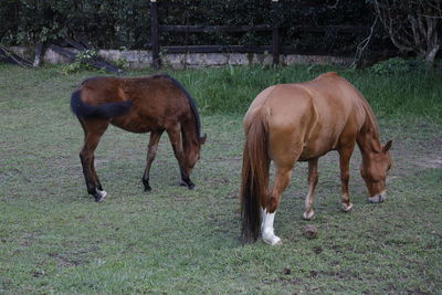 horse