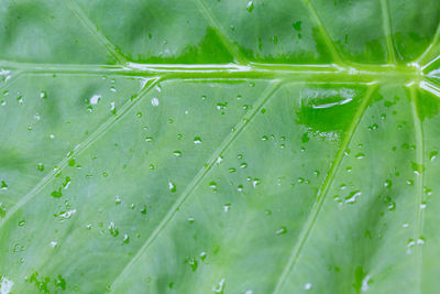 Full frame shot of green leaves