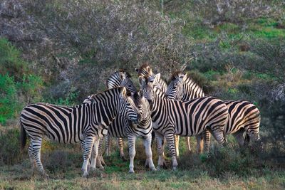 Zebras standing on field