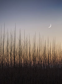 Silhouette grass against sky during sunset