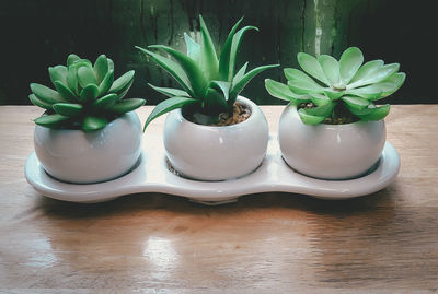 Botany succulent houseplant pot. indoor decoration on table. cactus interior. natural green leaf.