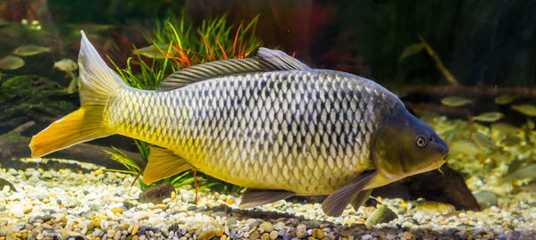 Close-up of fish swimming in sea