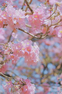 Close-up of pink cherry blossom