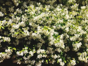 Close-up of white flowers