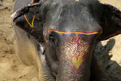 Painted elephant calf sitting on sand at chitwan national park