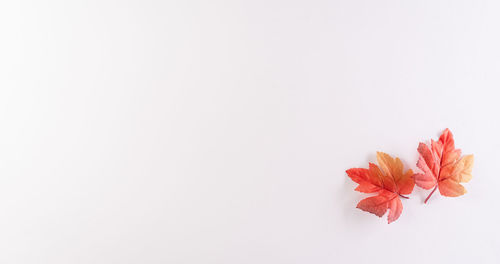 Close-up of pink flowering plant against white background