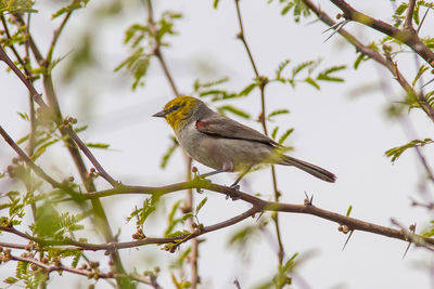 Low angle view of bird perching on tree