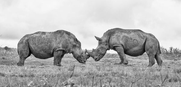 Rhinoceroses on field against sky