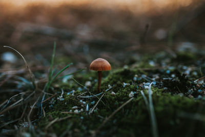 Close-up of mushroom growing on field