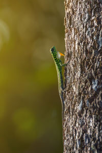 Close-up of lizard on tree trunk