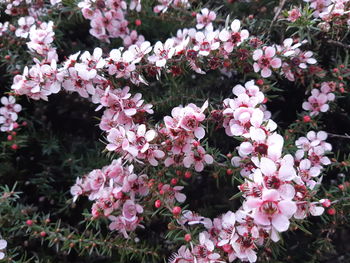 Close-up of pink flowering plants in park