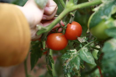 Close-up of tomatoes growing on plant
