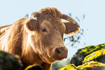 Close-up of cow against clear sky