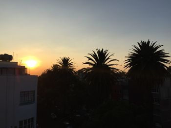 Palm trees against sky at sunset