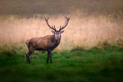 Deer standing on field