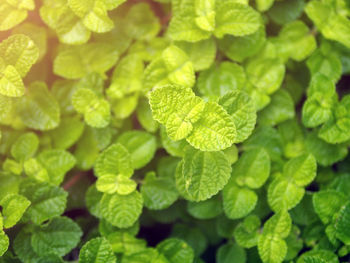 Full frame shot of green leaves