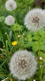 Close-up of dandelion growing in field