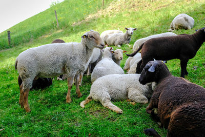 Sheep in a field