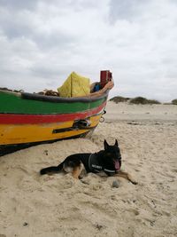 Dog on beach against sky