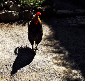 Close-up of bird