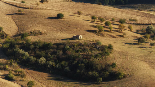 High angle view of trees on field