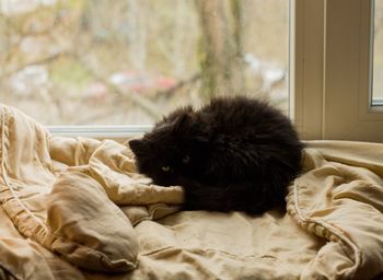 Cat relaxing on bed at home