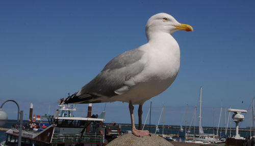 Seagull perching on a sea against clear sky