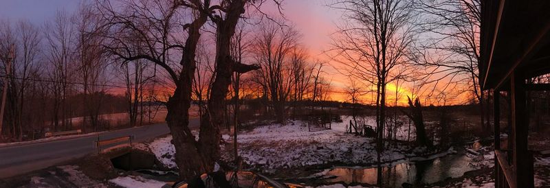 Bare trees by river during winter