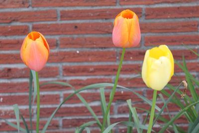 Close-up of yellow flowers
