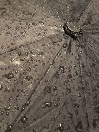 High angle view of raindrops on wet land