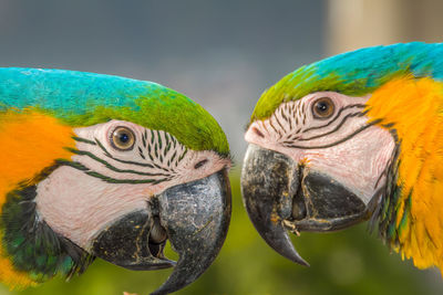 Close-up of peacock