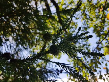 Low angle view of tree leaves