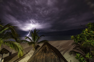 Palm trees at night