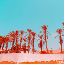 Palm trees against clear blue sky during winter