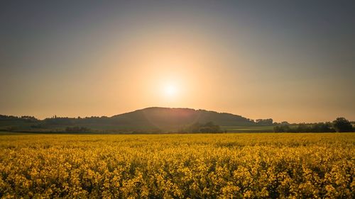 Scenic view of oilseed rape field against sky during sunset