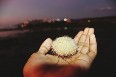 Close-up of hand holding dandelion