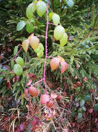 Close-up of spider web on plants
