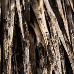 Close-up of tree trunk