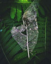 Close-up of fern leaves