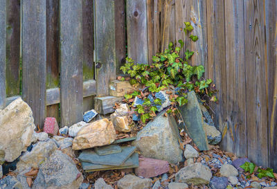 High angle view of plants growing on rocks