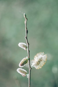 Close-up of white flowering plant