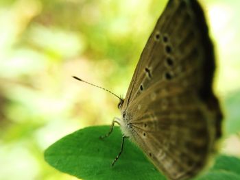 Butterfly on leaf