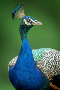 Close-up of peacock