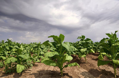 Plants growing on field against sky