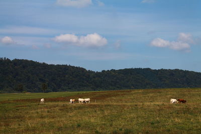 Cows on field against sky