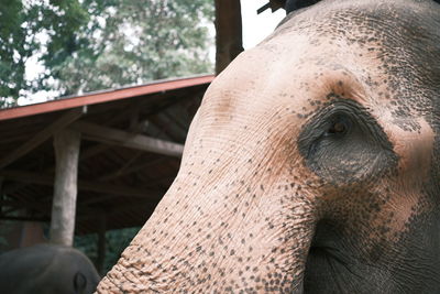 Close-up of elephant