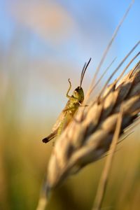 Close-up of insect on plant