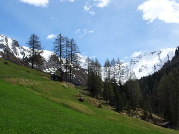 Scenic view of pine trees on field against sky