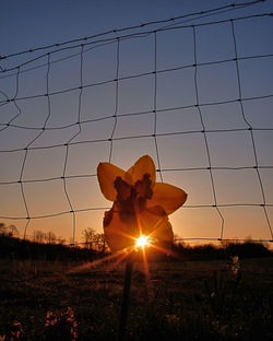 Silhouette person on field against sky during sunset